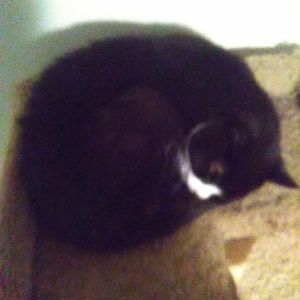 Meet your Posher, Jordan